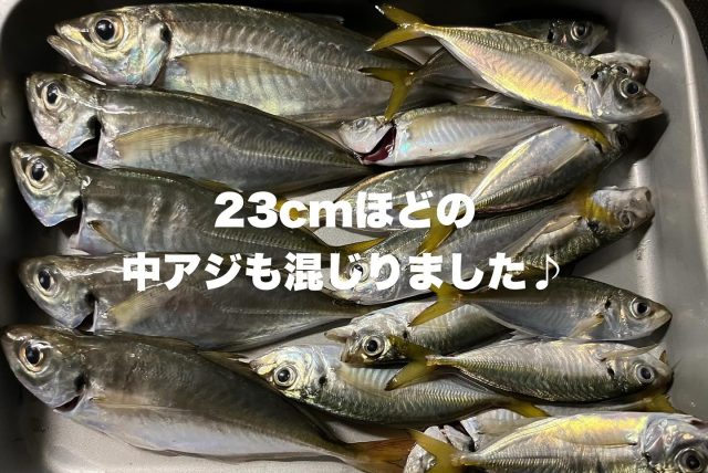 冷凍のカメジャコ入荷しました！ – フィッシングTポート｜大阪