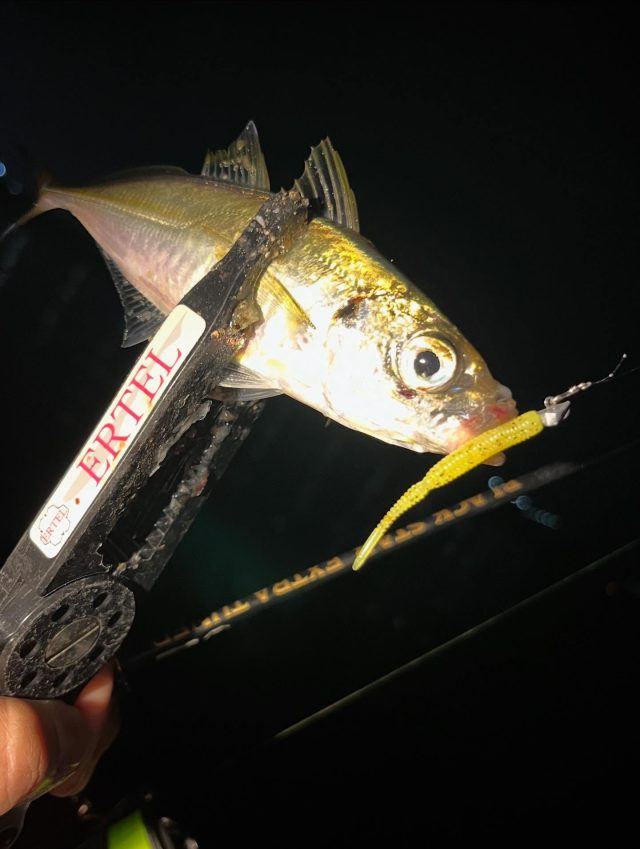 【青イソメ】2018年NHK杯(完全版) 楽天市場】【ふるさと納税】サントリーウエルネス オメガエイドPLUS