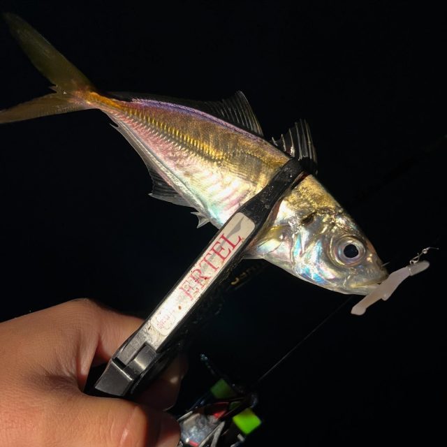 SUPER青イソメ – フィッシングTポート｜大阪 南港・貝塚、千葉県