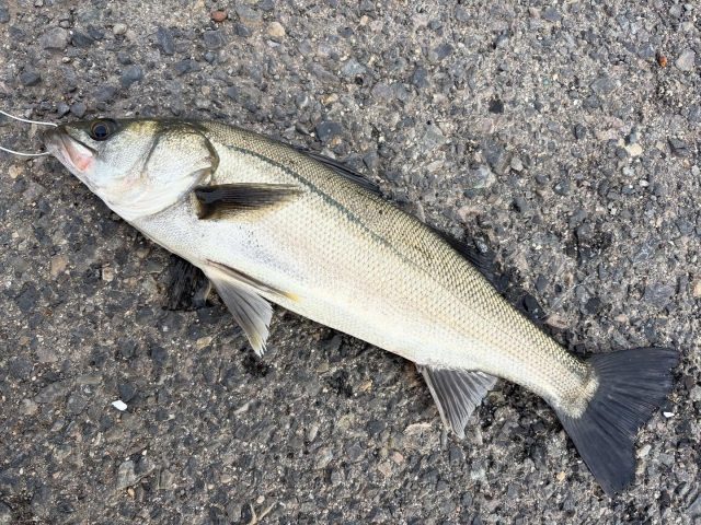 SUPER青イソメ – フィッシングTポート｜大阪 南港・貝塚、千葉県