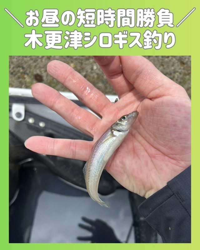 青イソメ – フィッシングTポート｜大阪 南港・貝塚、千葉県木更津に