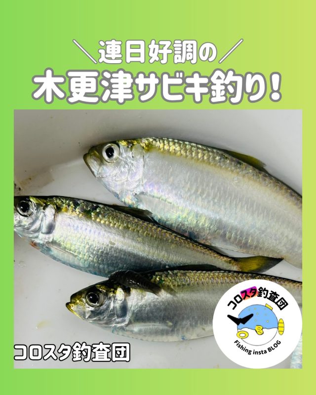 青イソメ – フィッシングTポート｜大阪 南港・貝塚、千葉県木更津に