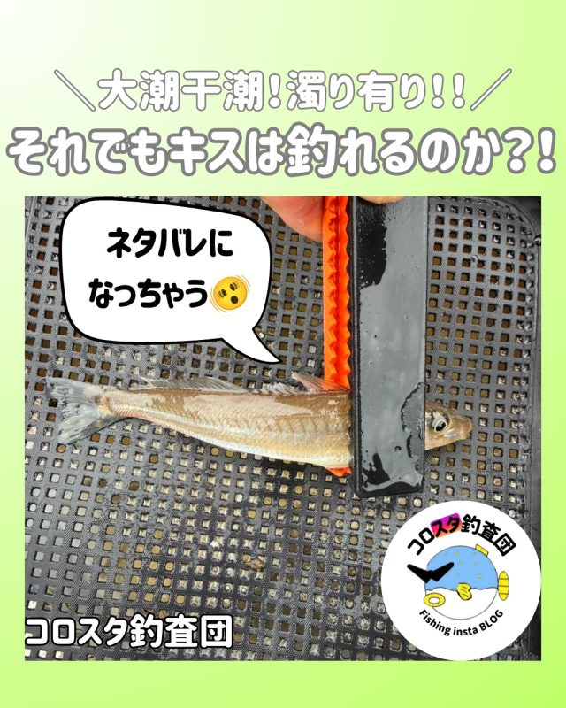 青イソメ – フィッシングTポート｜大阪 南港・貝塚、千葉県木更津に