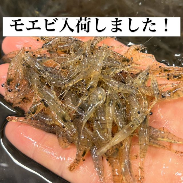 青イソメ – フィッシングTポート｜大阪 南港・貝塚、千葉県木更津に