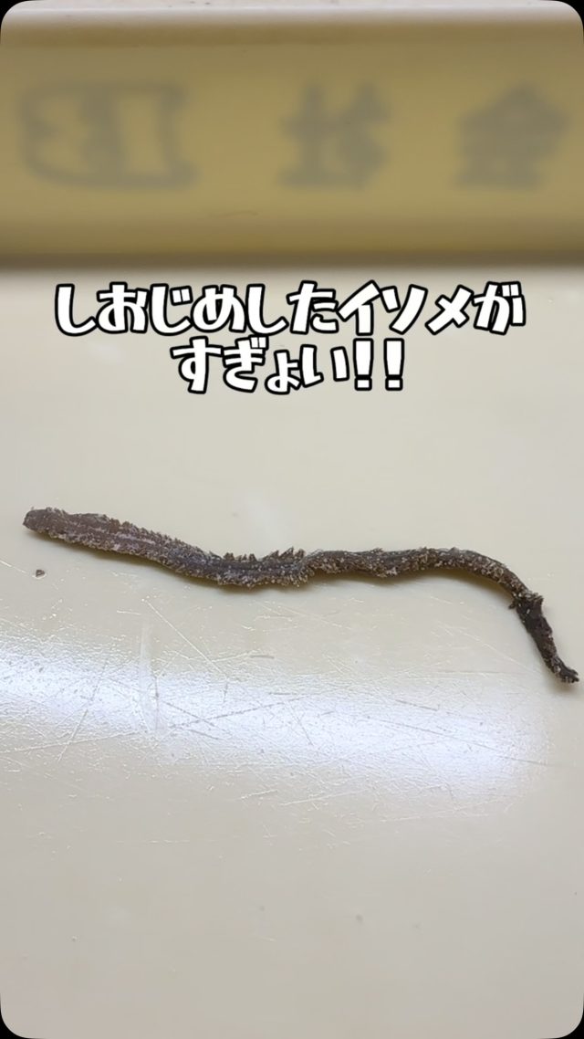 青イソメ – フィッシングTポート｜大阪 南港・貝塚、千葉県木更津に