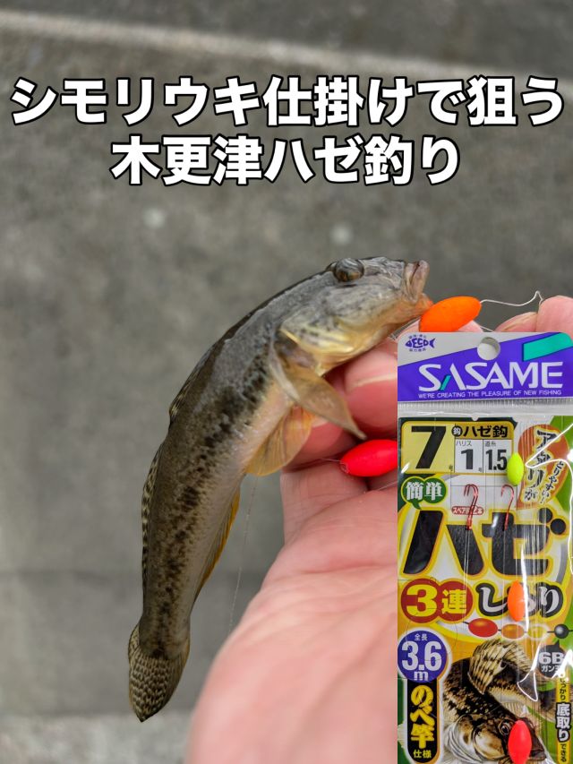 青イソメ – フィッシングTポート｜大阪 南港・貝塚、千葉県木更津に