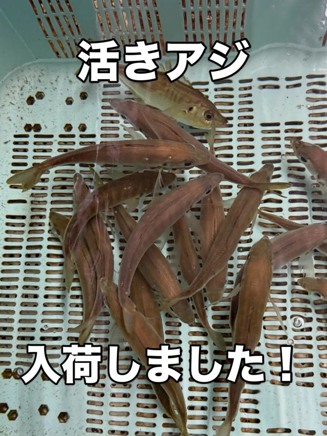 青イソメ – フィッシングTポート｜大阪 南港・貝塚、千葉県木更津に